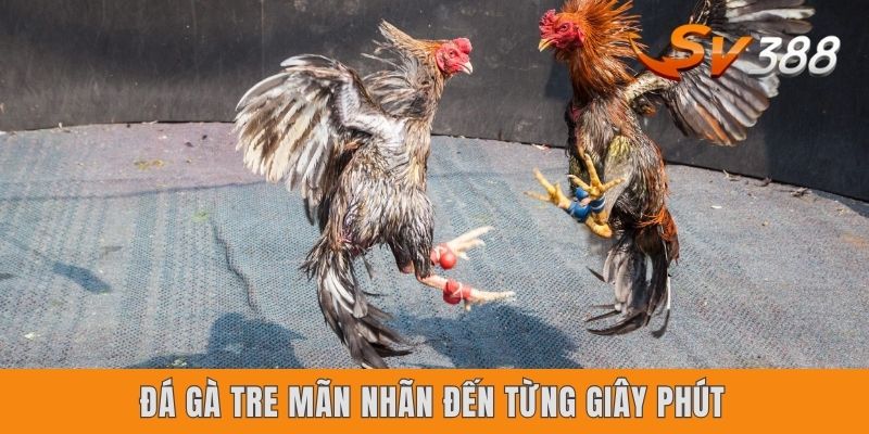 Đá gà tre mãn nhãn đến từng giây phút