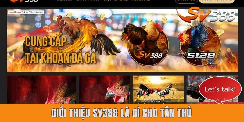 Giới thiệu SV388 là gì cho tân thủ