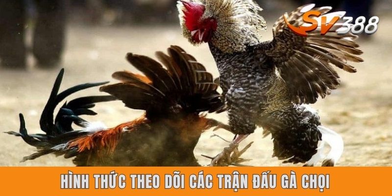 Hình thức theo dõi các trận đấu gà chọi