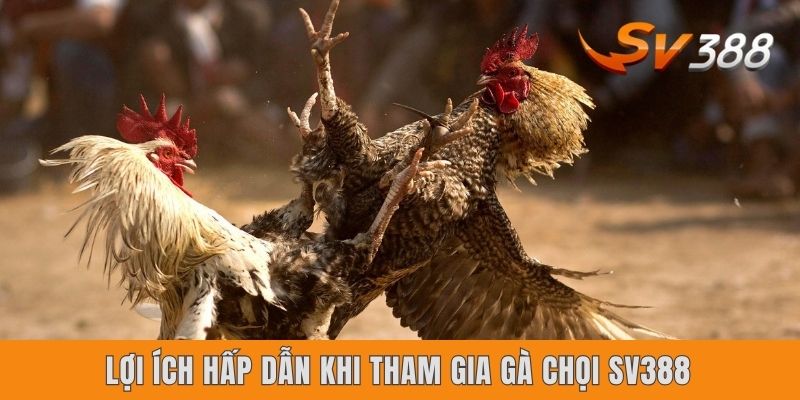 Lợi ích hấp dẫn khi tham gia gà chọi SV388