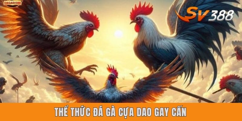 Thể thức đá gà cựa dao gay cấn