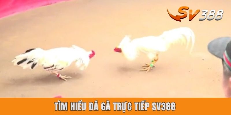 Tìm hiểu đá gà trực tiếp Sv388